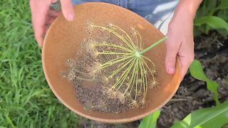 How and When to Harvest Dill Seed [Bonus: Difference Between Dill Seed and Dill Weed]