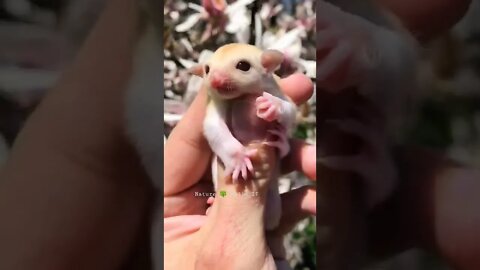 कितनी प्यारी है यह छोटी गिलहरी😘How Cute Is This Little Squirrel👈#shorts #गिलहरी #squirrel