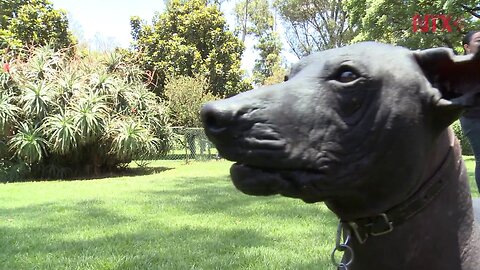 Los perros xoloitzcuintle fueron parte importante en la vida de Dolores Olmedo