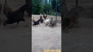 raise chickens for meat