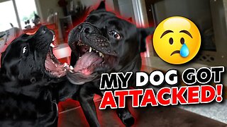 My Dog Was ATTACKED & BIT! #canecorso #dog #animals