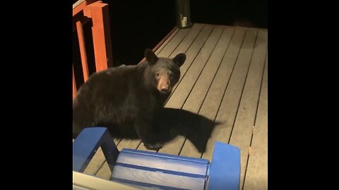 Black Bear Loses Balance On Adirondack Chairs