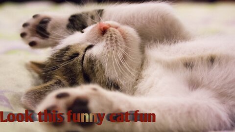 The cat went crazy and stpd .funny cats video