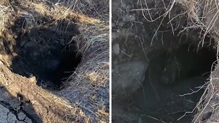 Hunters stumble across bear in its den