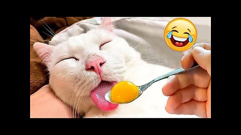 Try Not To Laugh Dogs And Cats 😁 - Best Funniest Animals Videos