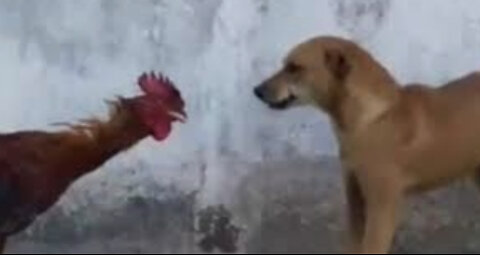 CHICKEN VS DOG FIGHTING VIDEO