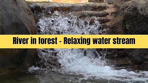 River in forest – Relaxing water stream