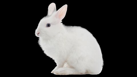 bunniesofinstagram #rabbitlife #rabbitlove #bunnygram