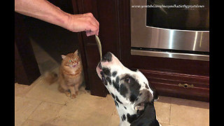 Great Dane learns patience sharing pasta with cat