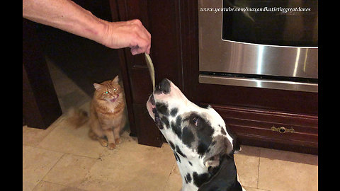Great Dane learns patience sharing pasta with cat