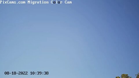 Birds caught riding a thermal on the Migration Optical cam 8/18/2022