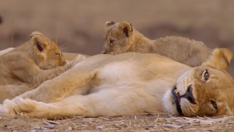 Weak "Misfit" Lion Cub Gets Second Chance in Life | Animal Ethics