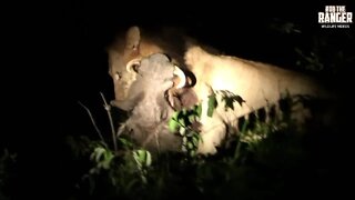 Powerful Lion Carries Warthog Away To Feed | Archive Footage