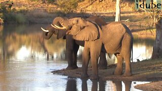 Thirsty Elephants In Africa