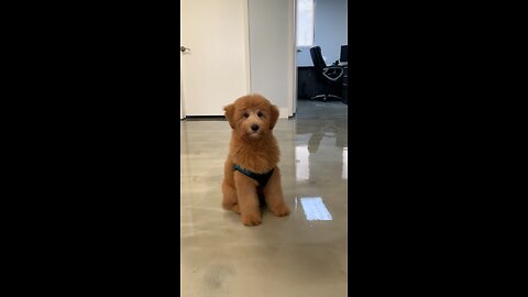 Cute puppy goldendoodle