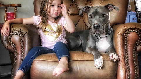 Little girl wakes up pit bull for playtime