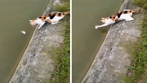 Smart Cat Trying to Fishing - Funny Videos Compilation