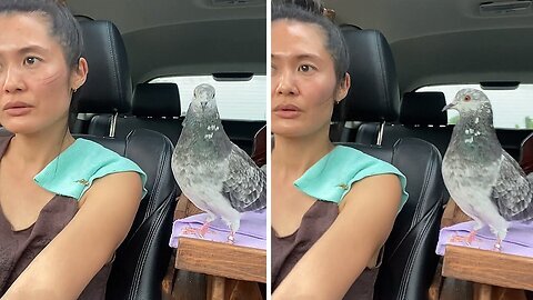 Pigeon Pizzazz: Dancing Along with Owner on a Car Ride Adventure!"