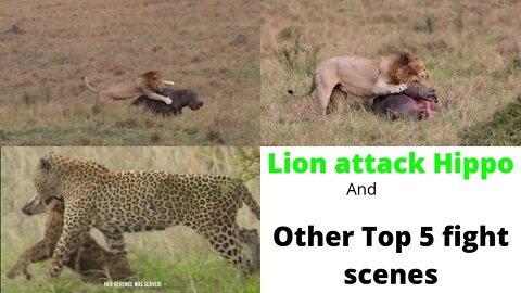 Lion attack hippo and killed or Top Fight scene 2022 ||