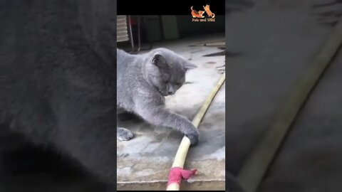 adorable cat try to stop water leakage #Petsandwild #adorablecats