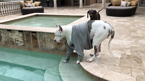 Funny Great Dane Knows Not To Dip & Sip Wearing His Anti Itch Shirt