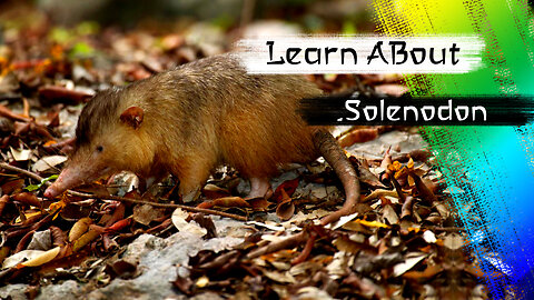 Solenodon One Of The Cutest And Exotic Animals In The World