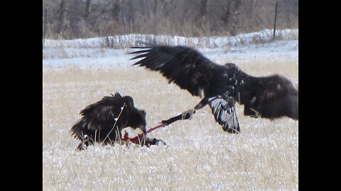 EAGLES fight over Goose