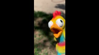 A Chicken happy song.