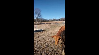 Happy cows and calves.