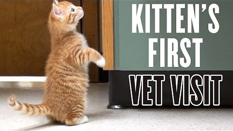 Kitten's First Vet Visit