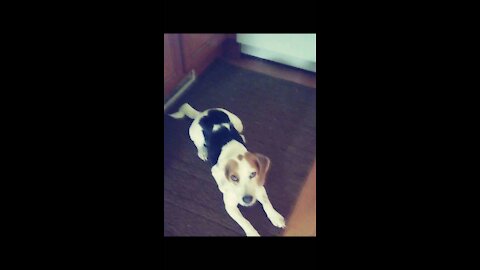 Beagle baby