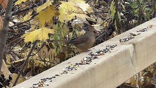 Cardinal female having some black seeds