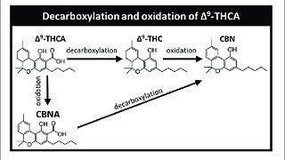 THCa, CBC, & CBD Vs. CBGa to Decarboxylation, Oxidation, Vaporization, & Combustion