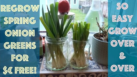 Regrow Spring Onion Greens From Store Bought Bunches For Free on Window sill.Grow Over & Over! Part1