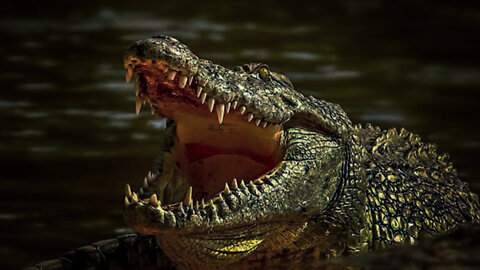 The Myth of Immortal Crocodiles and Alligators