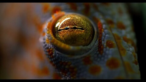 Eye of gecko gecko close up beautiful color combination85