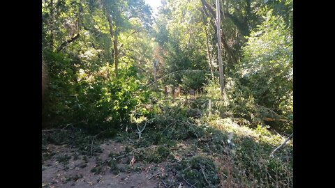 Stevens Canyon Trail: Tree/Power Lines Down