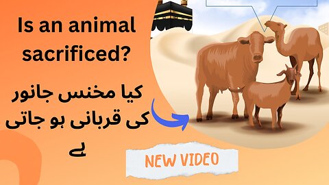 Is an animal sacrificed? |Goat |Cow |Camal