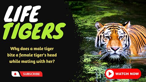 Animals Life/Tigers /Why does a male tiger bite a female tiger's head while mating with her?