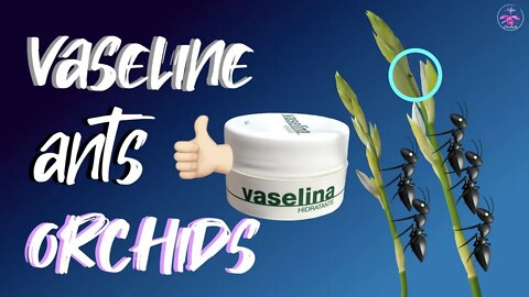 How VASELINE will protect your buds & spikes from ANTS | Secret weapon! 💪🏼👍🏼 #vaselinefororchids