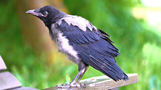 Adventures of Hooded Crow Fledgling: Claims a Park Bench