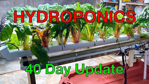Hydroponics Day 40 Update