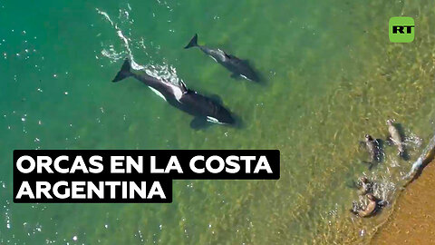 Temporada de varamientos intencionados de orcas