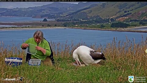Sharon the Ranger, candled the Albatross egg and all is well. 1-11-20
