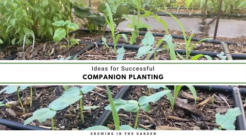 Companion Planting Ideas