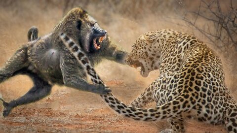 Leopard Is Violently Attacked By 20 Baboons To Rescue Impala
