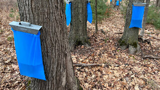 🍁Tapping Sugar Maple Trees🍁