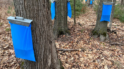 🍁Tapping Sugar Maple Trees🍁