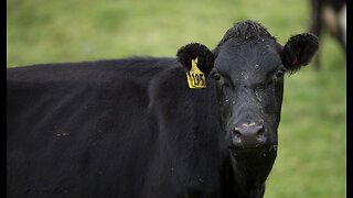 Where's the Beef? Drought, Rising Costs Driving US Beef Production to Record Lows