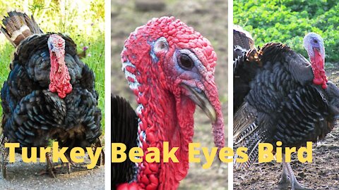 Funny Pet turkeys|Funniest Animals Videos 2021| Susantha11